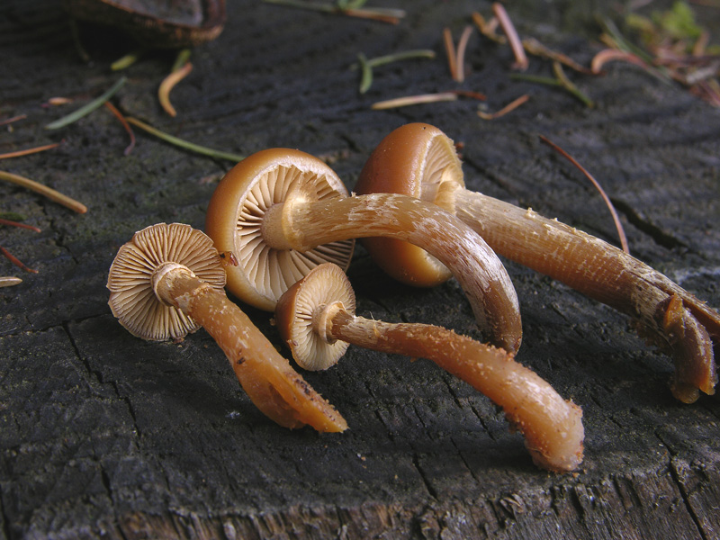 Galerina da determinare n0041 e n0042(2007).